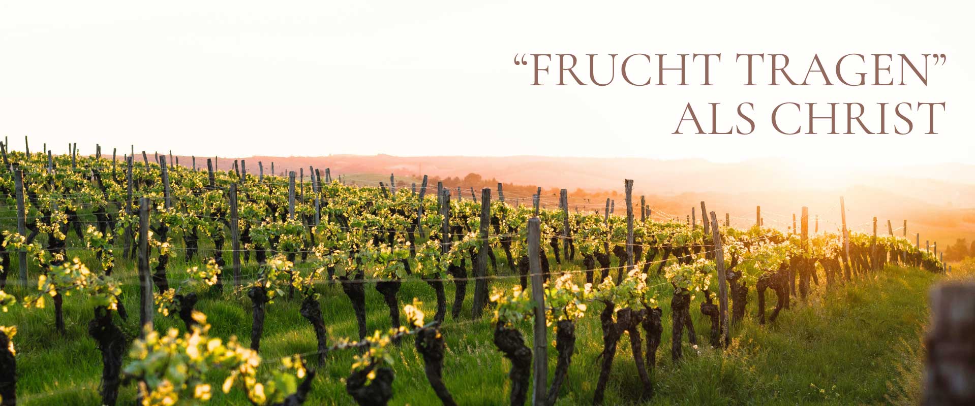 Wie kann ich als Christ Frucht tragen